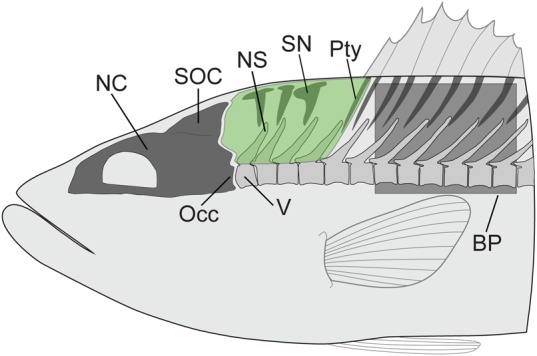 Fig. 1.