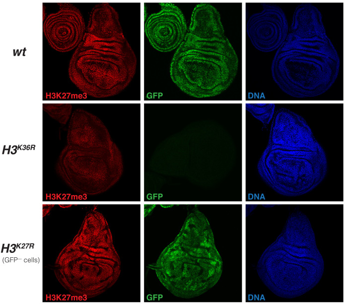 Figure 6—figure supplement 1.