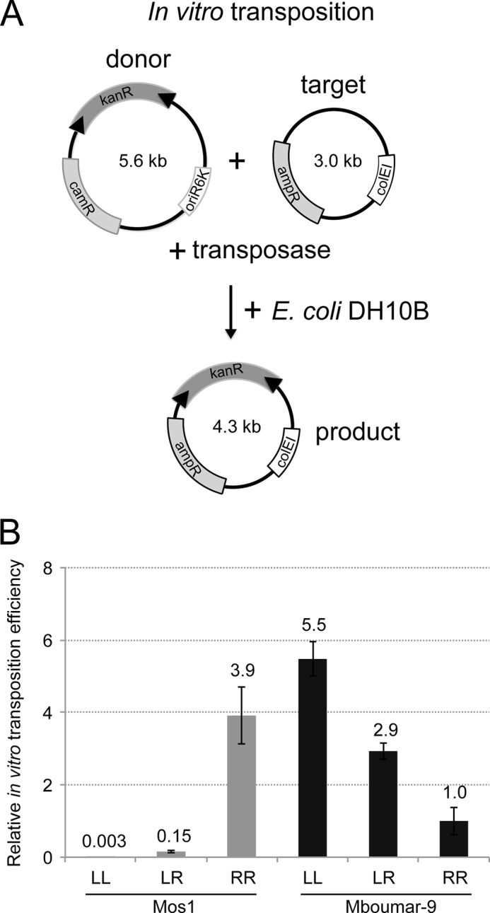 FIGURE 5.