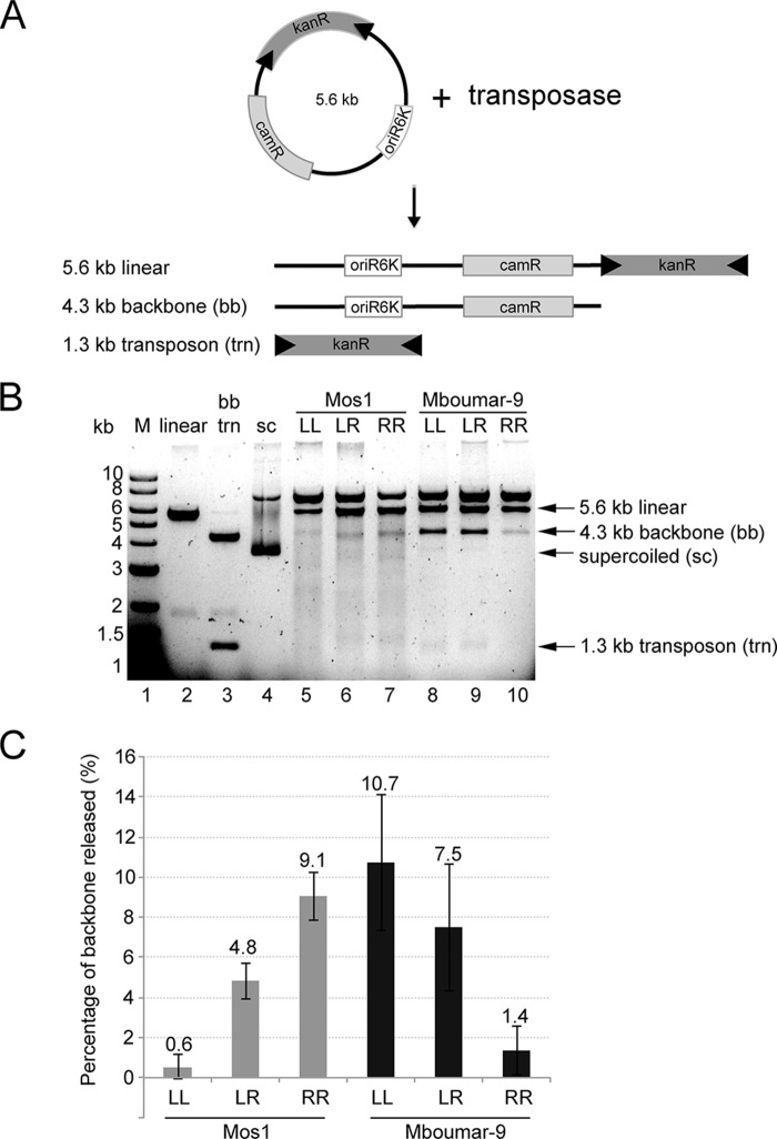 FIGURE 3.