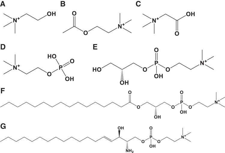 Fig. 1. Chemical structure of analytes. (A) choline, (B) acetylcholine, (C) betaine, (D) phosphocholine, (E) glycerophosphocholine, (F) lysophosphatidylcholine (sn-1, 16:0), and (G) lysosphingomyelin (d18:1).