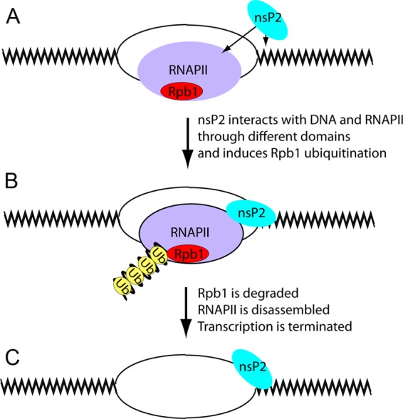 Fig 10