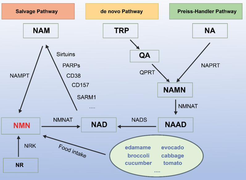 Fig. 2