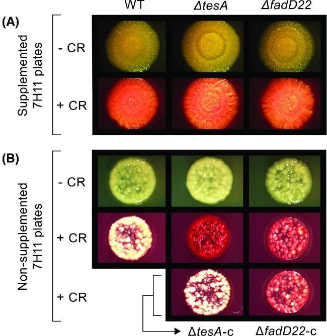 Figure 4.