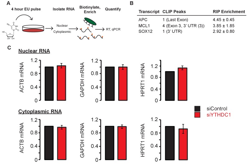 Figure 4—figure supplement 1.