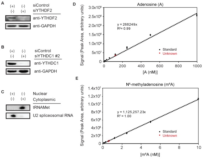 Figure 1—figure supplement 1.