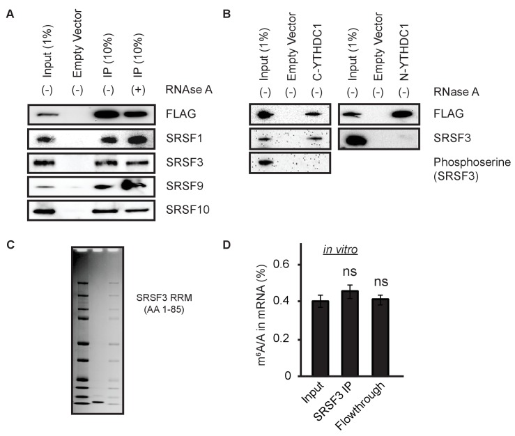 Figure 5—figure supplement 1.