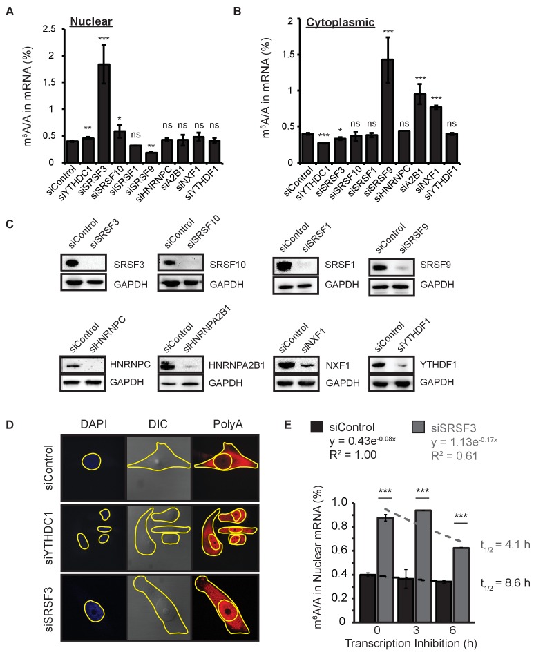 Figure 5—figure supplement 2.