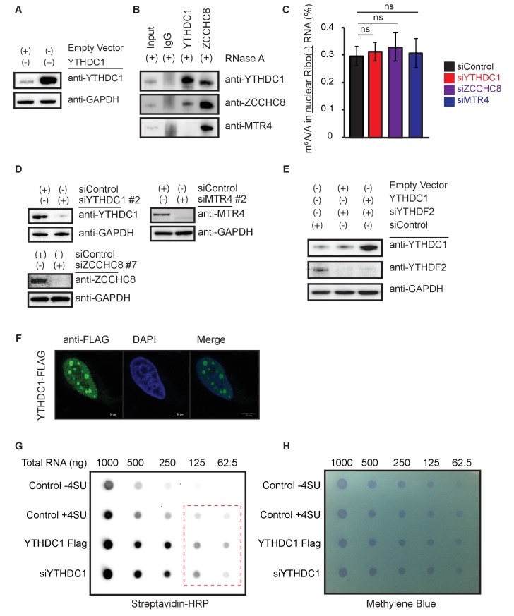 Figure 2—figure supplement 1.