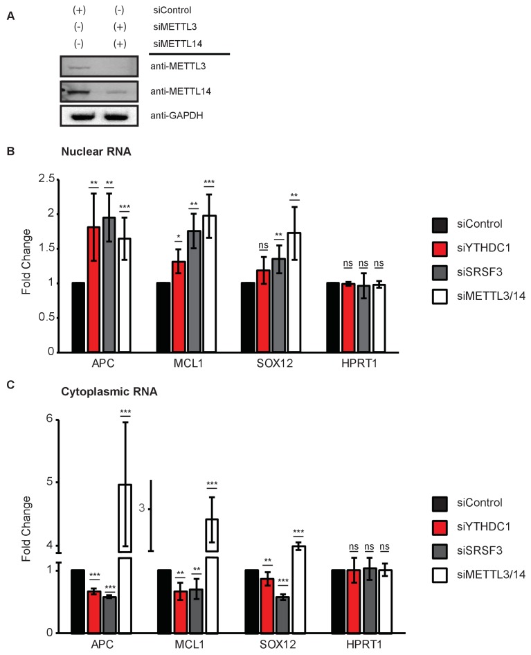 Figure 5—figure supplement 4.