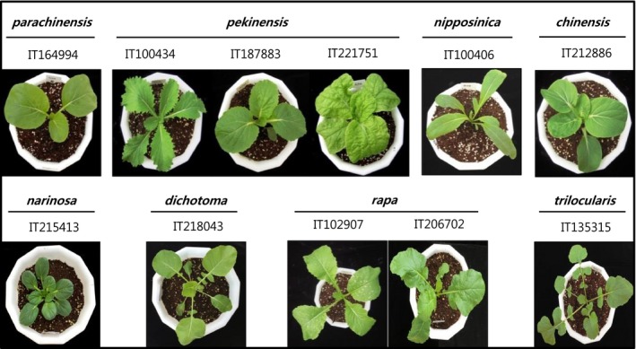 Figure 2