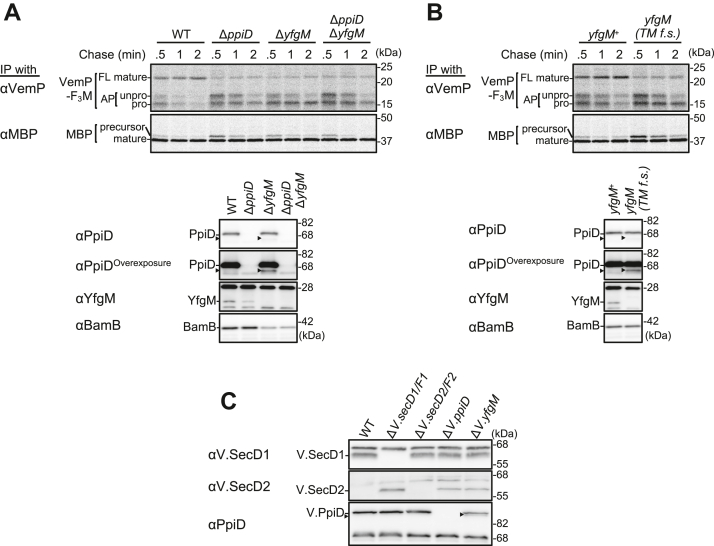 Figure 2