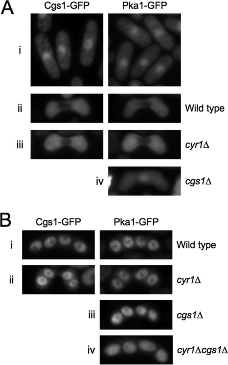 FIG. 7.