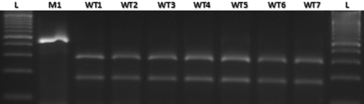 Fig. 5