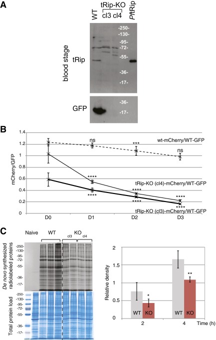 Fig. S6.