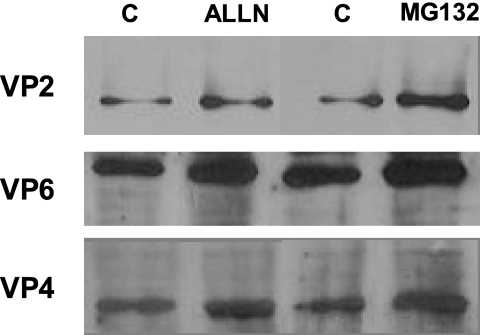 FIG. 8.