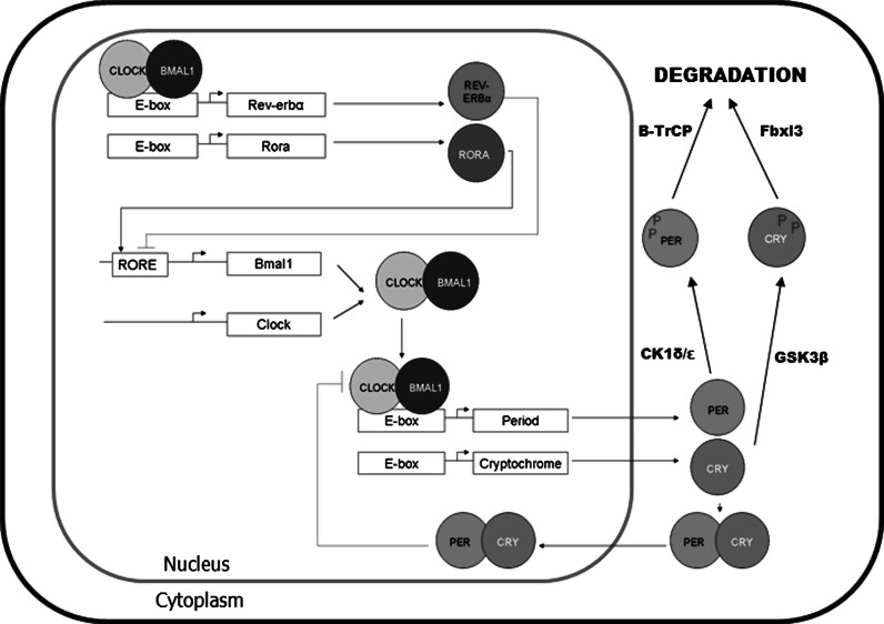 Fig. 1