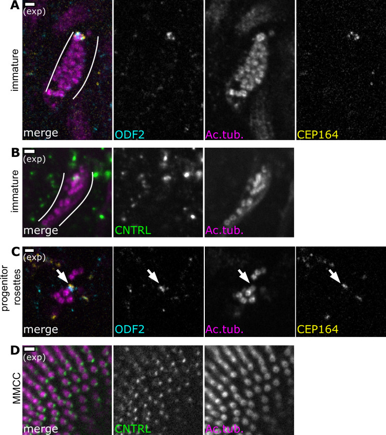 Figure 4—figure supplement 1.