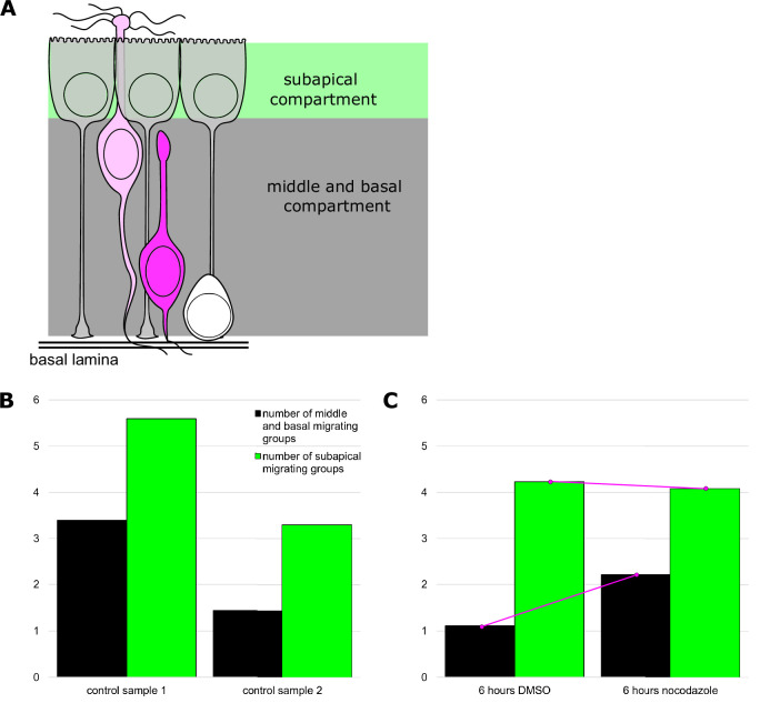 Figure 5—figure supplement 1.