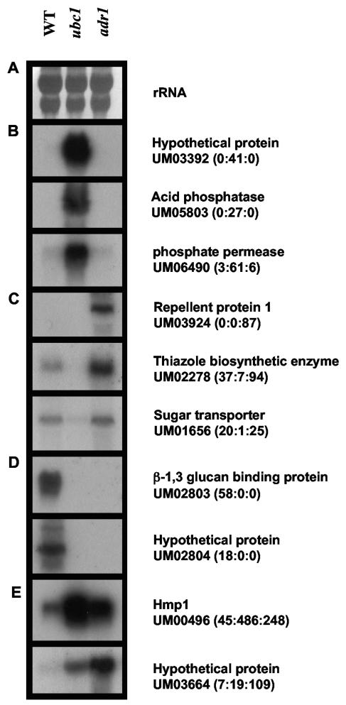 FIG. 5.