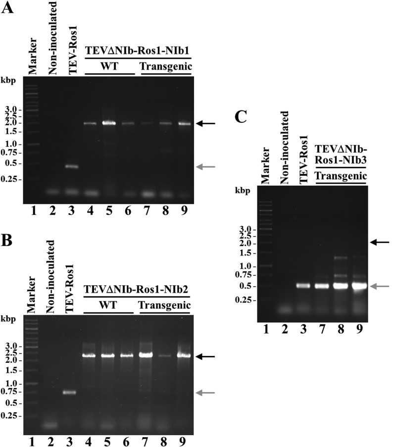 FIG 3