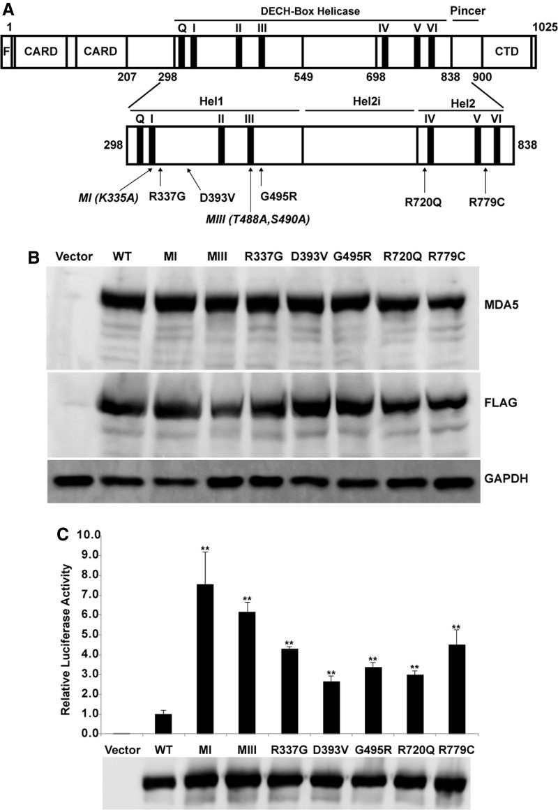 FIG. 1.