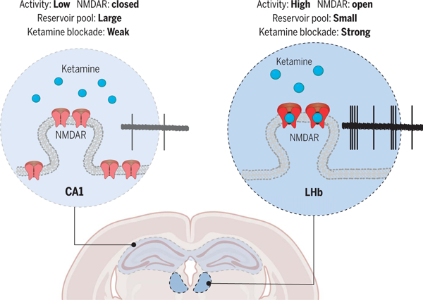 graphic file with name nihms-2037034-f0001.jpg