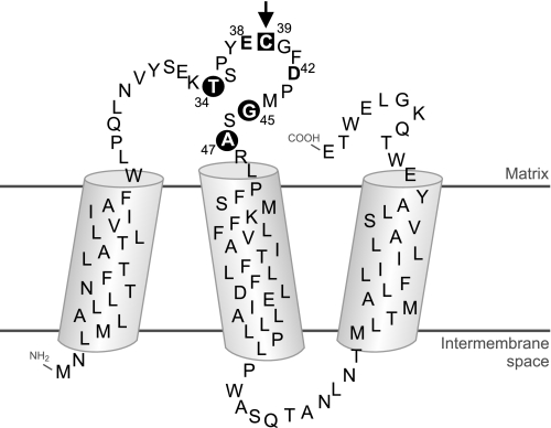 FIGURE 5.