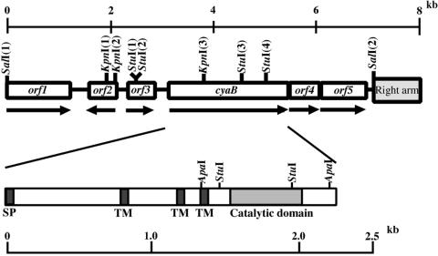 FIG. 1.