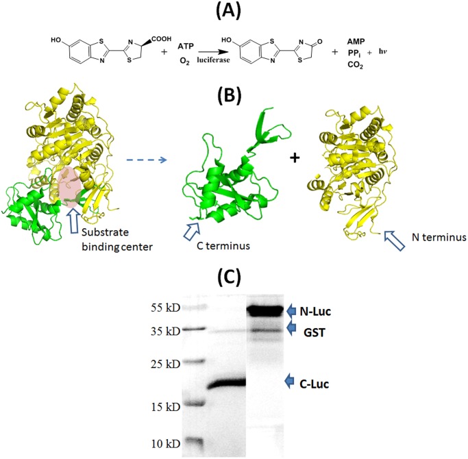 Fig 4