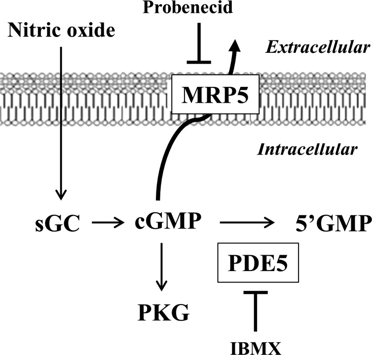 Fig. 9.