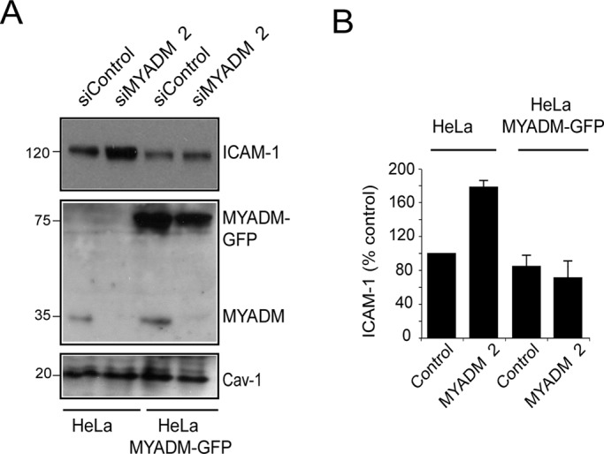 FIGURE 4: