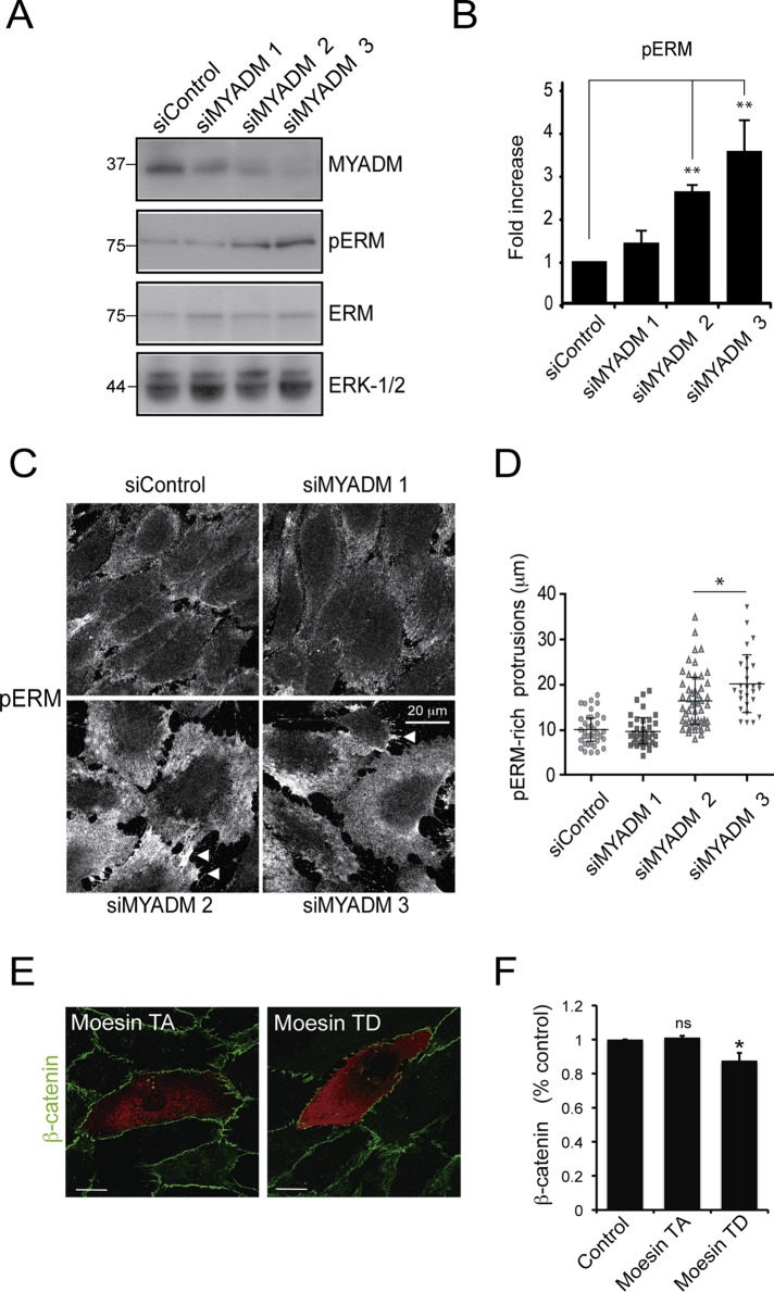 FIGURE 6: