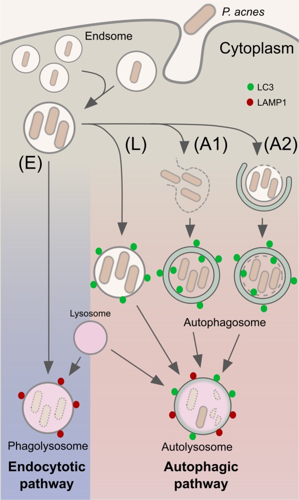 Fig 7