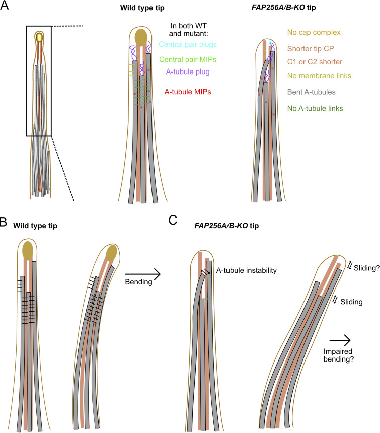 Figure 7.