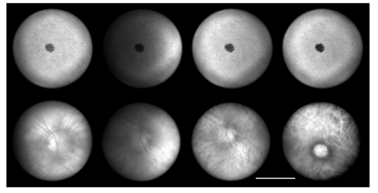 Fig. 13