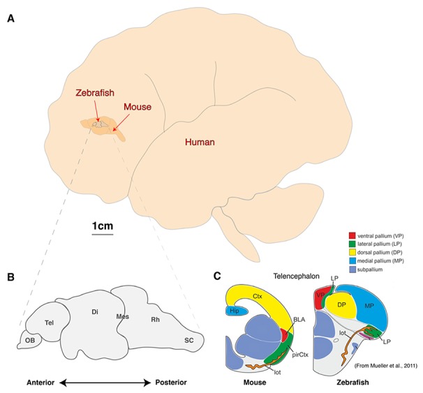 FIGURE 1