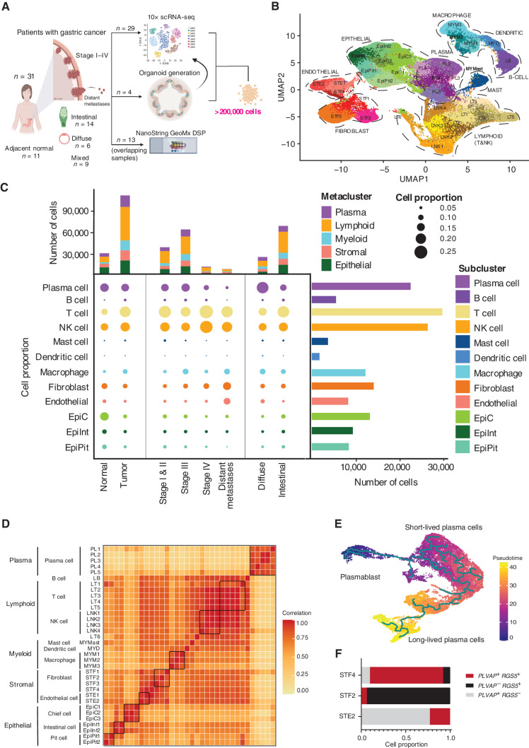 Figure 1. scRNA-seq of gastric tumor and normal samples defines 34 cell states including rare cell populations. A, Schematic representation of experimental design and techniques used in this study. Thirty-one unique patients with gastric cancer undergoing surgical resection or endoscopy had tumor samples (n = 31) and adjacent normal samples (n = 11) harvested for analysis. Tumors ranged from stage I to IV and included samples of both primary tumors, distant (peritoneal) metastases, and matched normal gastric tissues. Twenty-nine tumors had scRNA-seq performed using the 10× platform (along with 11 adjacent normal tissues). Four patients had PDOs generated from their tumors (4 tumors + 4 adjacent normal), which were also sequenced by 10× scRNA-seq. A subset of 13 samples also had DSP performed using the NanoString GeoMx platform (10 tumor + 3 normal). In total, more than 200,000 cells were sequenced in this study. B, Uniform Manifold Approximation and Projection (UMAP) of 152,423 cells representing 34 unique cell states color-coded by their corresponding cell lineage or subtype. Each dot in the UMAP represents a single cell. C, Cell-lineage compositions of gastric cancer and normal samples inferred by scRNA-seq data. Middle (bubble plot), cell subclusters (rows) by tumor versus normal, stage, and gastric cancer histologic subtype (diffuse vs. intestinal). The size of the circle represents the cell proportion of each specific cell lineage/type. The circles are color-coded by defined cell lineages/types as shown in B. The stacked bar graph on the top shows the number of cells in each meta-cluster for each category. The histogram on the right shows the absolute cell numbers in each subcluster. D, Cluster–cluster heat map of gene-expression data of all 34 cell states across all samples using Pearson correlation matrix. Darker colors correspond to higher correlation. E, Pseudotime analysis of plasma metacluster generated using Monocle. The trajectory was rooted against the plasmablasts. Pseudotime analysis demonstrates different stages of plasma cell differentiation and maturation including plasmablasts, short-lived plasma cells, and long-lived plasma cells. F, Expression of PLVAP and RGS5 in endothelial (STE2) and fibroblast (STF2 and STF4) clusters. Doublets were identified and filtered out using DoubletFinder. PLVAP+ RGS5− cells are predominantly present in the endothelial cluster (STE2). PLVAP− RGS5+ cells are predominant in the fibroblast cluster (STF2). The STF4 cluster shows cells expressing PLVAP+ RGS5+, suggestive of a rare mixed-lineage population.