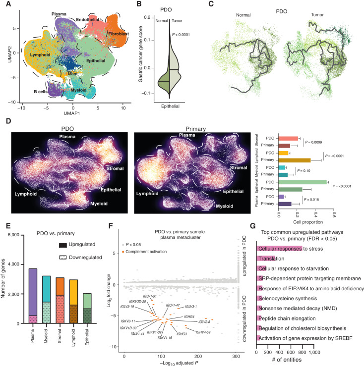 Figure 5. Comparative analysis of primary and organoid samples. A, UMAP representation of approximately 200,000 cells (∼48,000 cells from tumor PDOs with matched normal PDOs, combined with primary samples; ∼152,000 cells) recapitulating the major five metaclusters color-coded by their cell types. Each dot in the UMAP represents a single cell. B, Violin plot showing the expression of gastric cancer gene module scores in tumor PDOs compared with matched normal samples. C, Trajectory plot analysis of epithelial cells from tumor and normal PDOs demonstrating the expression of cellular differentiation gene programs in tumor PDOs depicted by long multiple branches. D, Density plot of UMAP representation comparing PDO and primary gastric samples demonstrating enrichment of lymphoid and plasma metaclusters in primary samples compared with PDOs. E, Graph showing the number of upregulated and downregulated genes in PDOs versus primary samples in the five metaclusters. The plasma meta-cluster shows the highest number of differentially expressed genes as compared with other metaclusters. F, Volcano plot of upregulated and downregulated genes in the plasma metacluster between PDOs and primary samples, showing significant downregulation of antibody-mediated complement factor genes in PDOs. x-axis shows the −log10 adjusted P value and y-axis log2 fold change in gene expression. G, Top common upregulated pathways in PDOs versus primary samples across all metaclusters.