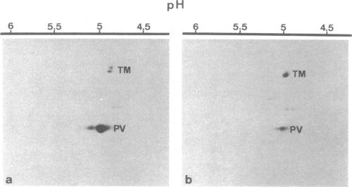 graphic file with name pnas00462-0172-a.jpg