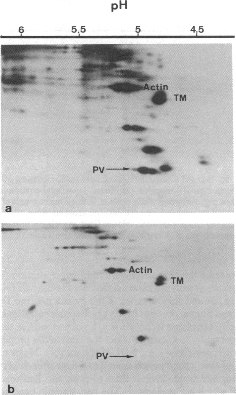 graphic file with name pnas00462-0171-a.jpg