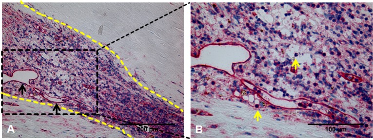 Fig 6