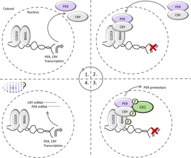 Figure 6.