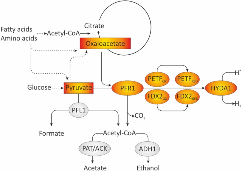 FIGURE 6.