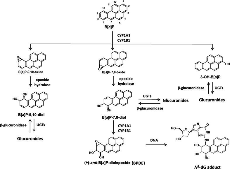 Fig. 1