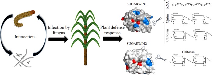 FIGURE 6