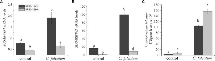 FIGURE 2