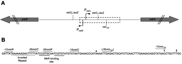 FIG 1 