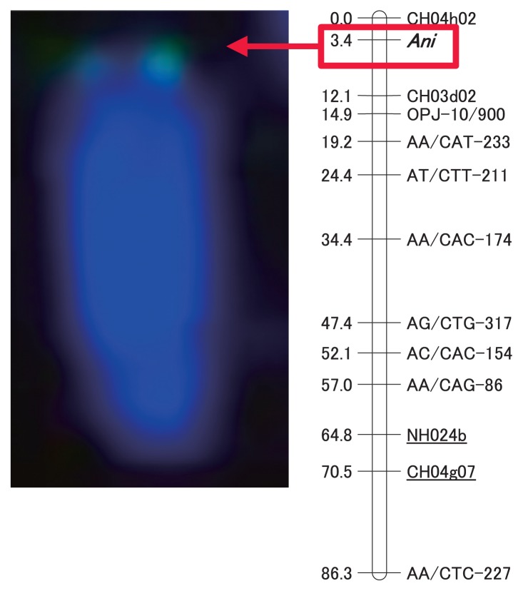 Fig. 2