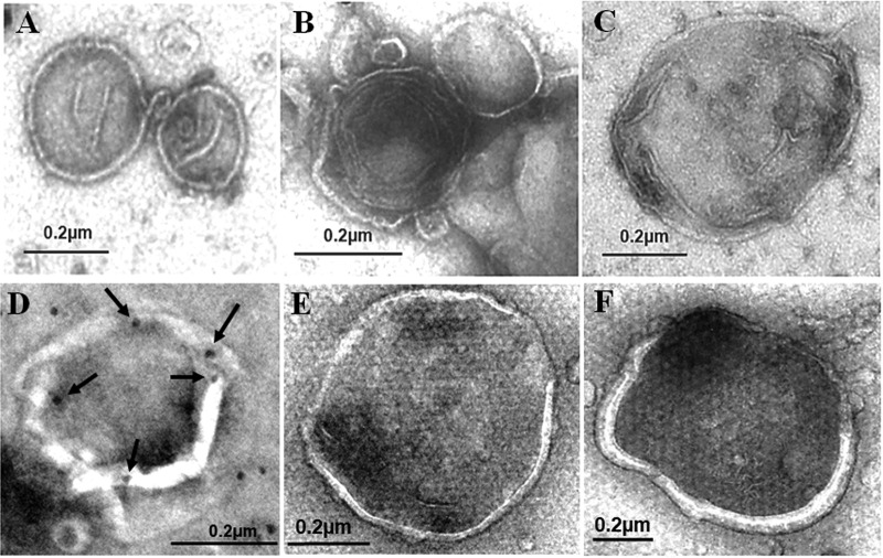 FIG 2